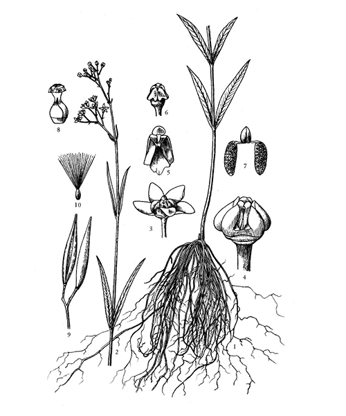 Natural compounds from  Cynanchum paniculatum
